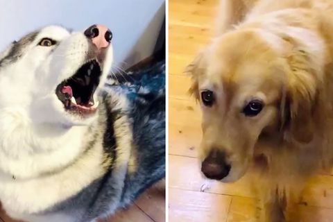 Huskys jaulen lauthals als Begleitung, wenn ihr Besitzer "Piano Man" von Billy Joel spielt.