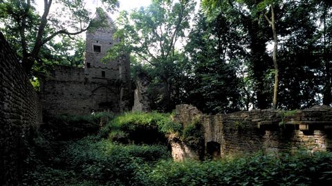 Das verlorene Paradies: Als die Menschen im Mittelalter die riesigen Wälder Deutschlands abholzten
