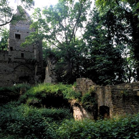 Das verlorene Paradies: Als die Menschen im Mittelalter die riesigen Wälder Deutschlands abholzten