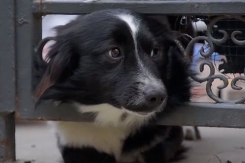 Vor der Haustür: Mann mit Covid-19 im Krankenhaus – Hund wartet seit zwei Monaten jeden Tag auf seine Rückkehr