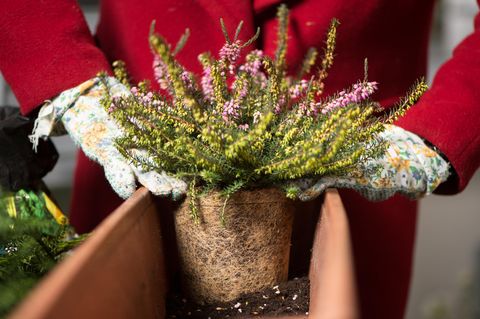 Balkon bepflanzen, aber richtig: Eine Winterheide wird in einen Blumenkasten gesetzt