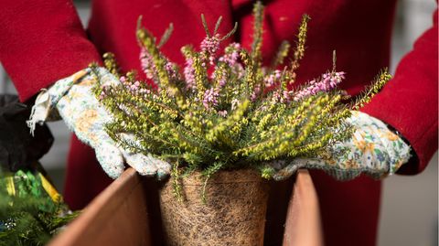 Balkon bepflanzen, aber richtig: Eine Winterheide wird in einen Blumenkasten gesetzt