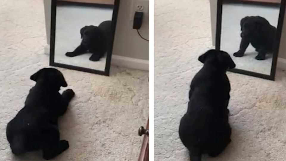 Verwechslungsgefahr: Welpe denkt sein Spiegelbild wäre ein anderer Hund