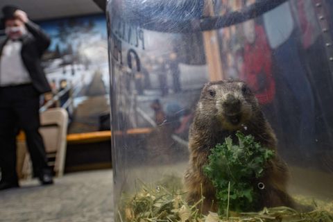 Murmeltier "Punxsuatawney Phil" in seinem gläsernen Bau