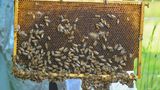 Bienenstöcke geklaut