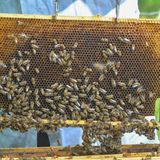 Bienenstöcke geklaut