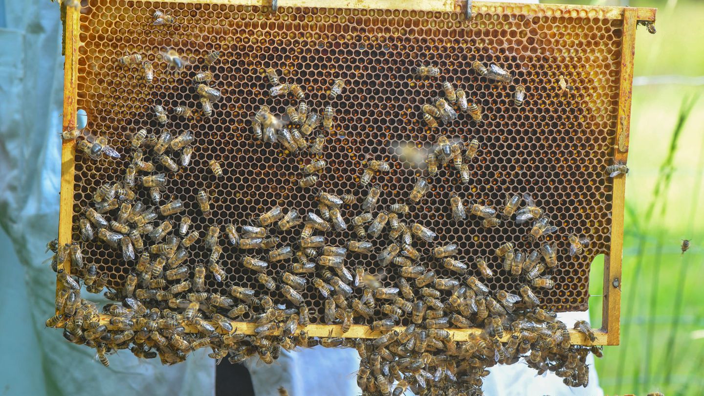 Bienenstöcke geklaut