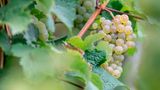 Direkt an der Rebe bedient