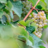 Direkt an der Rebe bedient