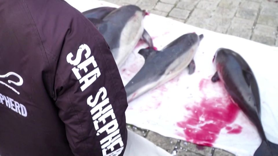 "Sea Shepherd" legt tote Delfine vor das Parlament