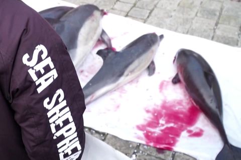 "Sea Shepherd" legt tote Delfine vor das Parlament