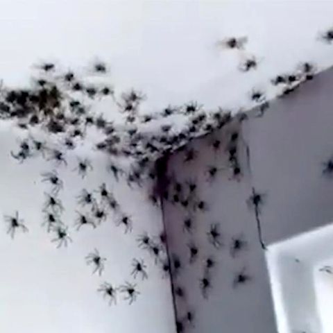 Spinnen-Invasion in Australien