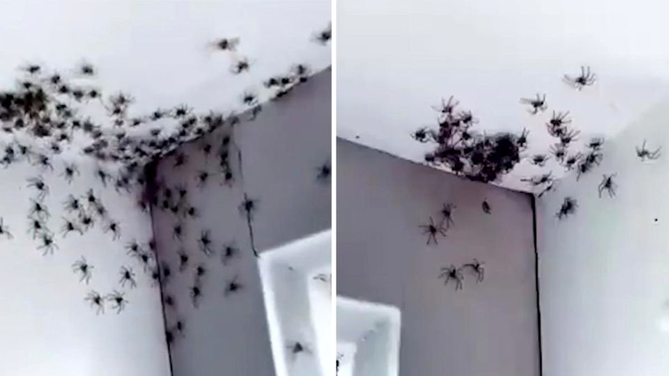 Spinnen-Invasion in Australien