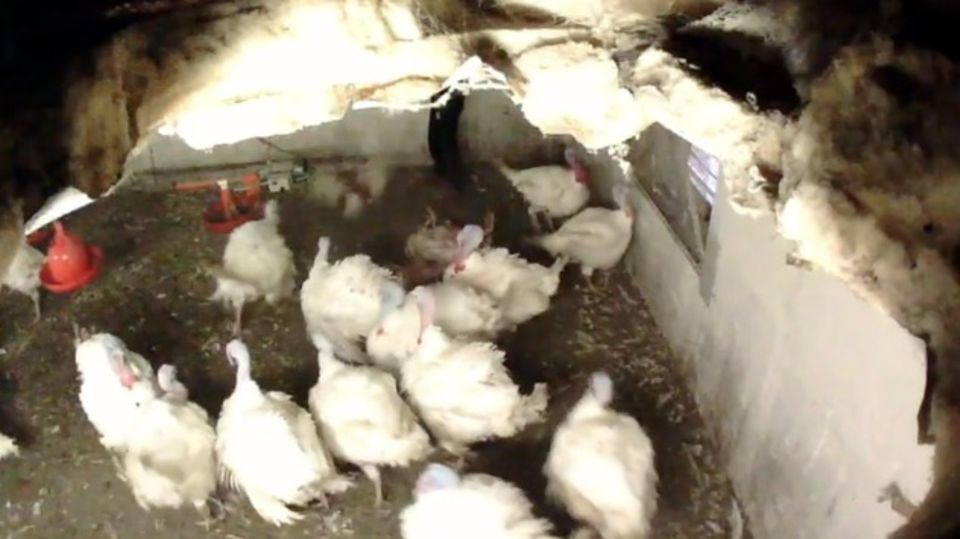 Tierquälerei in Geflügelbetrieb: Heimlich-gefilmte Videos zeigen grausame Zustände: So geht es in Europas größtem Putenbetrieb zu Tierquälerei in Geflügelbetrieb: Heimlich-gefilmte Videos zeigen grausame Zustände: So geht es in Europas größtem Putenbetrieb zu