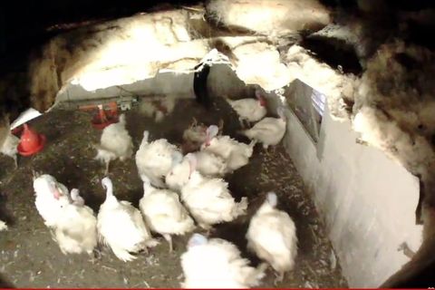 Tierquälerei in Geflügelbetrieb: Heimlich-gefilmte Videos zeigen grausame Zustände: So geht es in Europas größtem Putenbetrieb zu