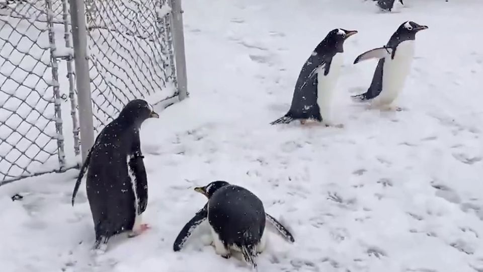 Pinguine spazieren durch St. Louis Zoo Pinguine spazieren durch St. Louis Zoo