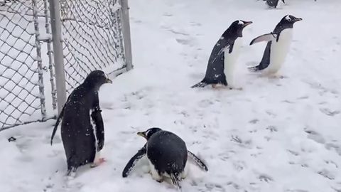 Pinguine spazieren durch St. Louis Zoo