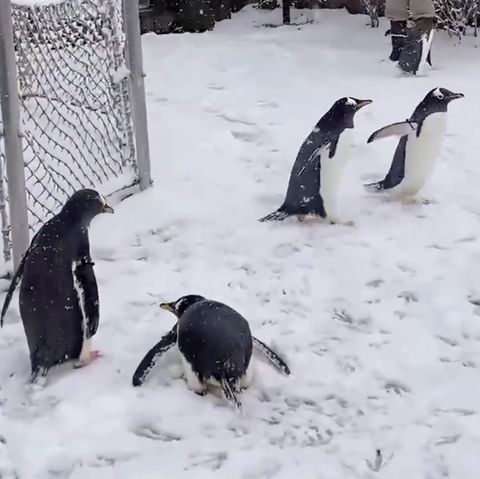 Pinguine spazieren durch St. Louis Zoo