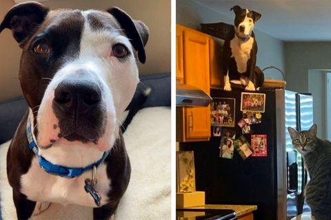 Pitbull denkt er wäre eine Katze