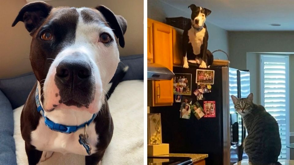 Pitbull denkt er wäre eine Katze Pitbull denkt er wäre eine Katze