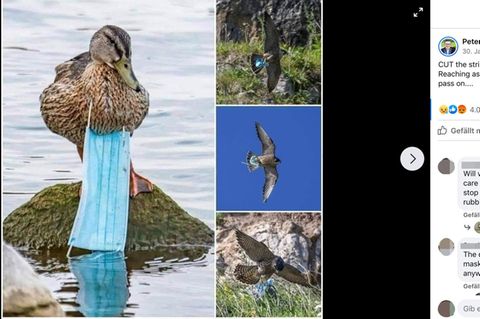 Tiere verheddern sich in Einwegmasken