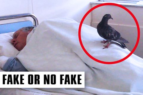 Faktencheck: Taube besucht kranken Mann