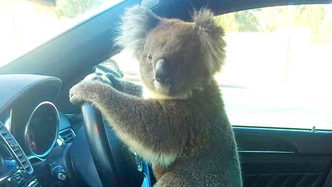 Koala in Australien