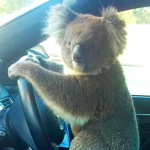 Koala in Australien