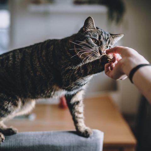 Eine Hauskatze spielt mit ihrem Besitzer.