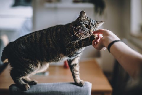 Eine Hauskatze spielt mit ihrem Besitzer.