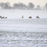 Erschwerte Futtersuche: Rehe stehen auf einem Feld bei Putgarten in Mecklenburg-Vorpommern.