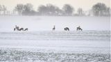 Erschwerte Futtersuche: Rehe stehen auf einem Feld bei Putgarten in Mecklenburg-Vorpommern.