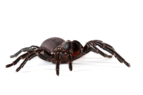 Eine in Sydney vorkommende Trichternetzspinne