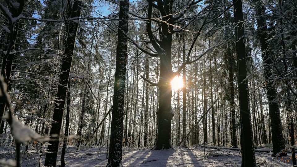 Gesetzesvorschlag fürs Klima : Winterlicher Wald in Sachsen Winterlicher Wald in Sachsen