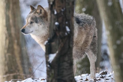 Ein Wolf hinter einem Baum