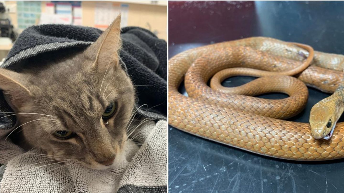 Kater Arthur neben der giftigen Schlange, die ihn biss