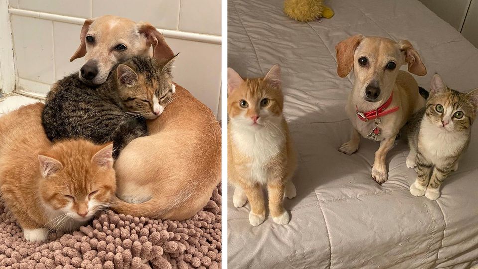 Hündin wird Adoptiv-Mutter für Katzenbabys Hündin wird Adoptiv-Mutter für Katzenbabys