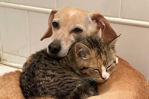 Hündin wird Adoptiv-Mutter für Katzenbabys