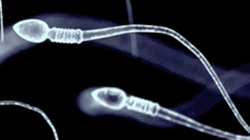 Spermien vergiften ihre Konkurrenten und machen sie orientierungslos
