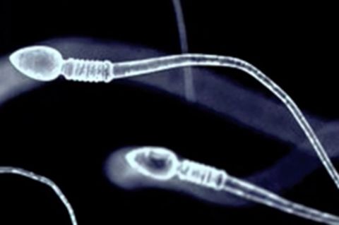 Spermien vergiften ihre Konkurrenten und machen sie orientierungslos