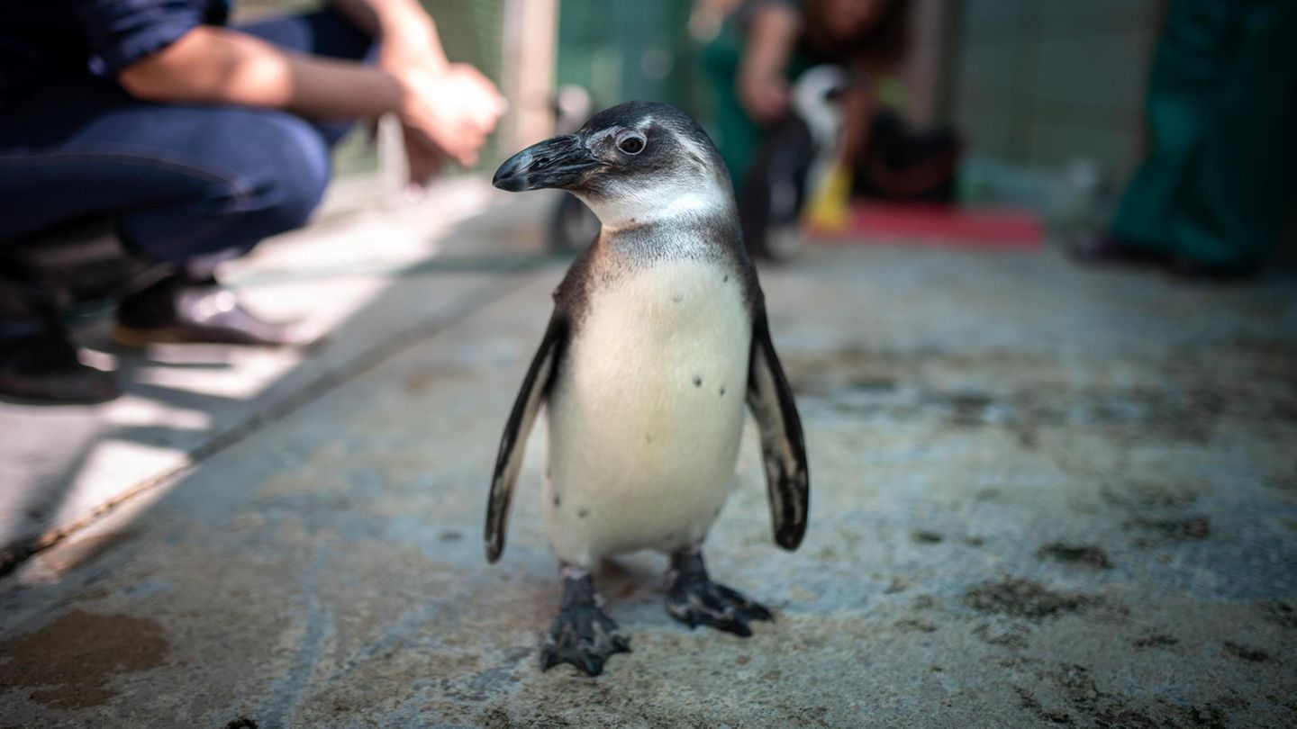 Afrikanischer Pinguin Mambo