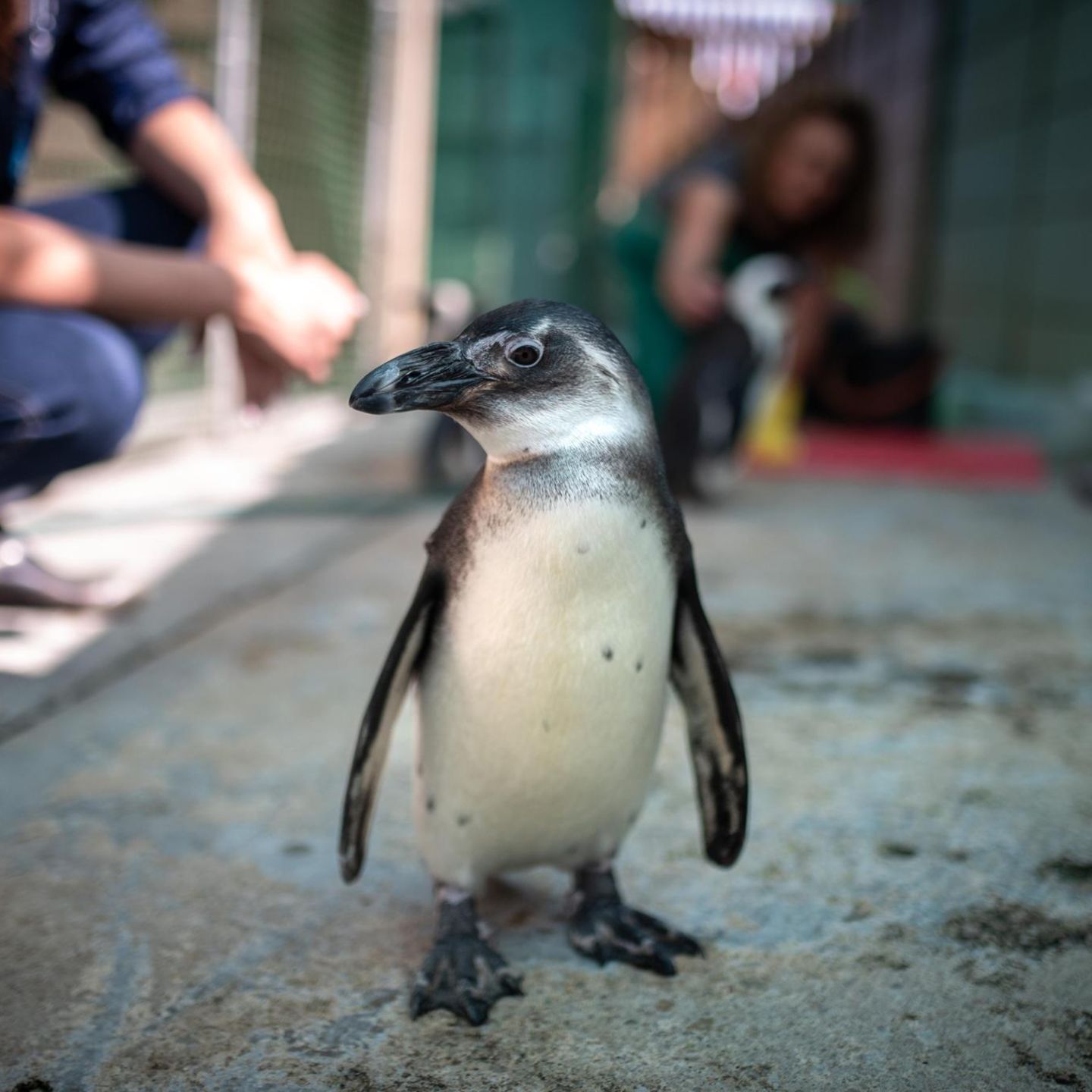 Pinguine in Süafrike
