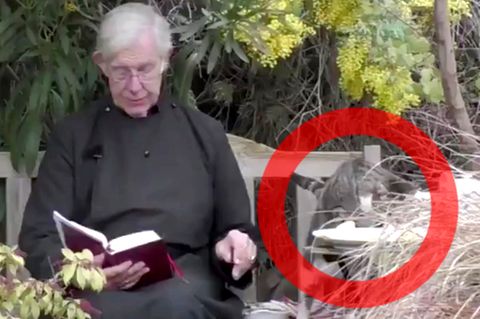 Canterbury Cathedral: Katze klaut Dekan seine Pfannkuchen während Online-Andacht