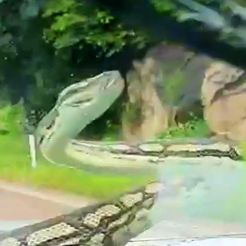 Schreckensmoment auf dem Highway: Python kriecht über Windschutzscheibe