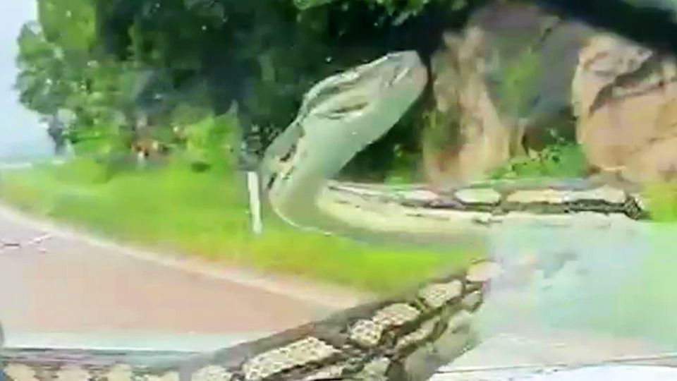 Schreckensmoment auf dem Highway: Python kriecht über Windschutzscheibe