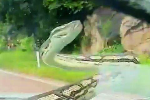 Schreckensmoment auf dem Highway: Python kriecht über Windschutzscheibe