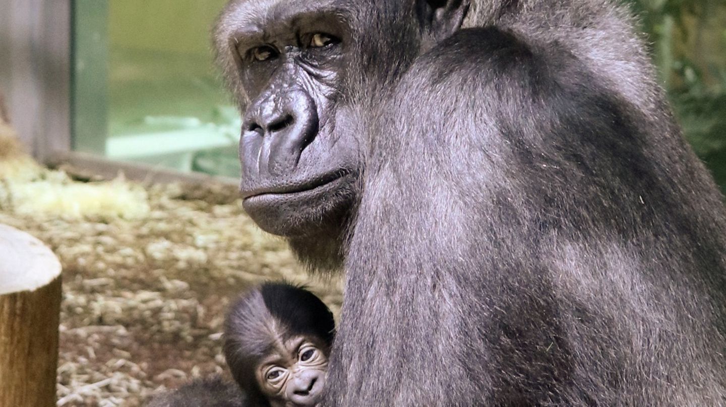 Gorilla-Mutter Bibi hält ihr neugeborenes Baby auf dem Arm