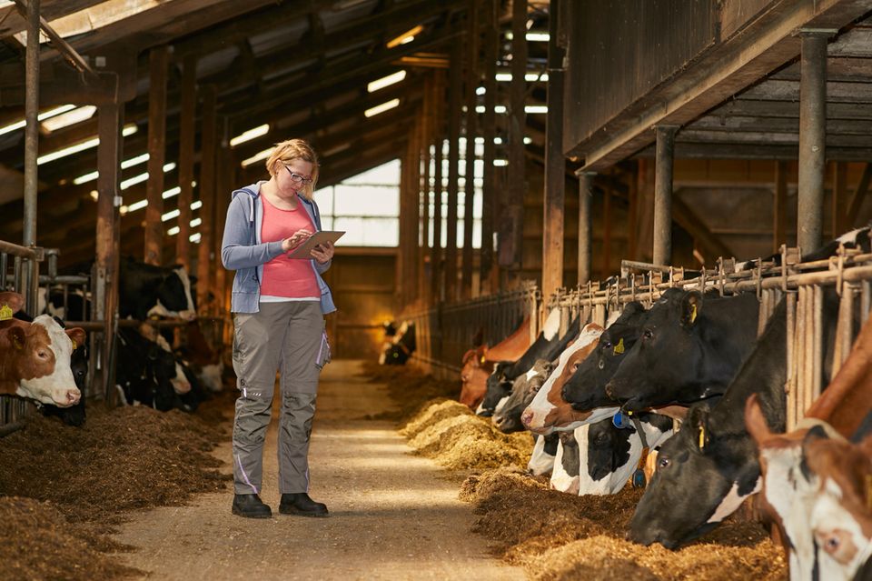 Birka Thöming im Kuhstall Birka Thöming im Kuhstall