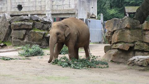 Junger Elefantenbulle im Zoo Osnabrück.