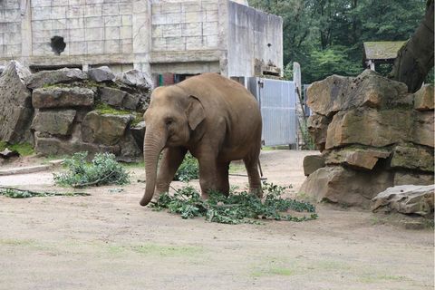 Junger Elefantenbulle im Zoo Osnabrück.